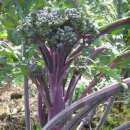 Stangensellerie Violet de Touraine - Apium graveolens -...