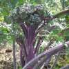 Stangensellerie Violet de Touraine - Apium graveolens - BIOSAMEN