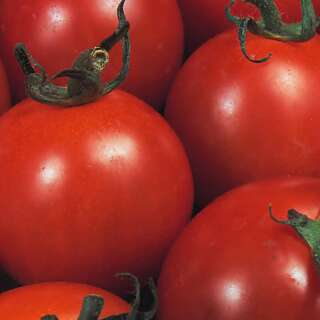Tomate Alicante - Solanum Lycopersicum - BIOSAMEN
