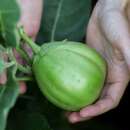 Aubergine, Eierfrucht Ao Daimaru - Solanum melongena - BIOSAMEN