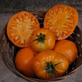 Tomate Azoychka Russian - Solanum Lycopersicum - BIOSAMEN