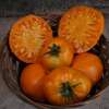 Tomate Azoychka Russian - Solanum Lycopersicum - BIOSAMEN