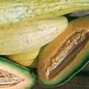 Melone, Zuckermelone Banana - Cucumis melo - BIOSAMEN