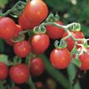 Tomate, Cherrytomate Barbaniaka - Solanum Lycopersicum -...
