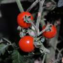 Tomate, Cherrytomate Barbaniaka - Solanum Lycopersicum -...