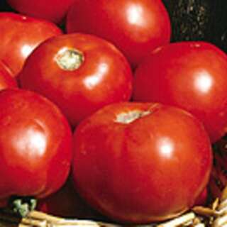 Tomate Basket Vee - Solanum Lycopersicum - BIOSAMEN