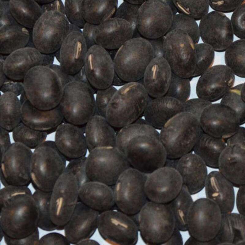 Edamame, Sojabohne Black Pearl - Glycine max - BIOSAMEN