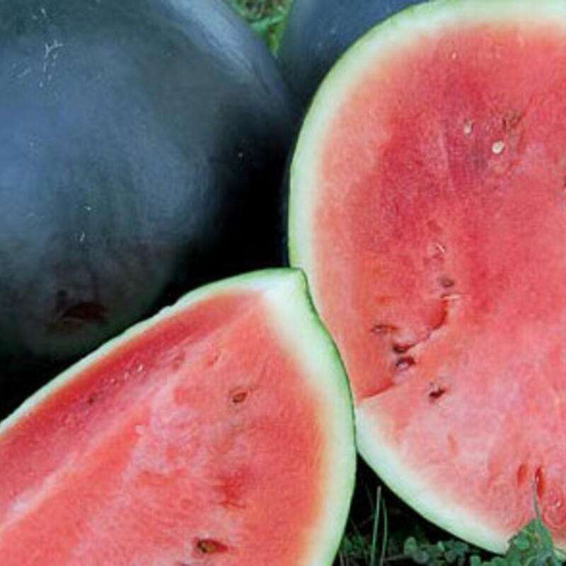 Wassermelone Black Tail Mountain - Citrullus lanatus - BIOSAMEN