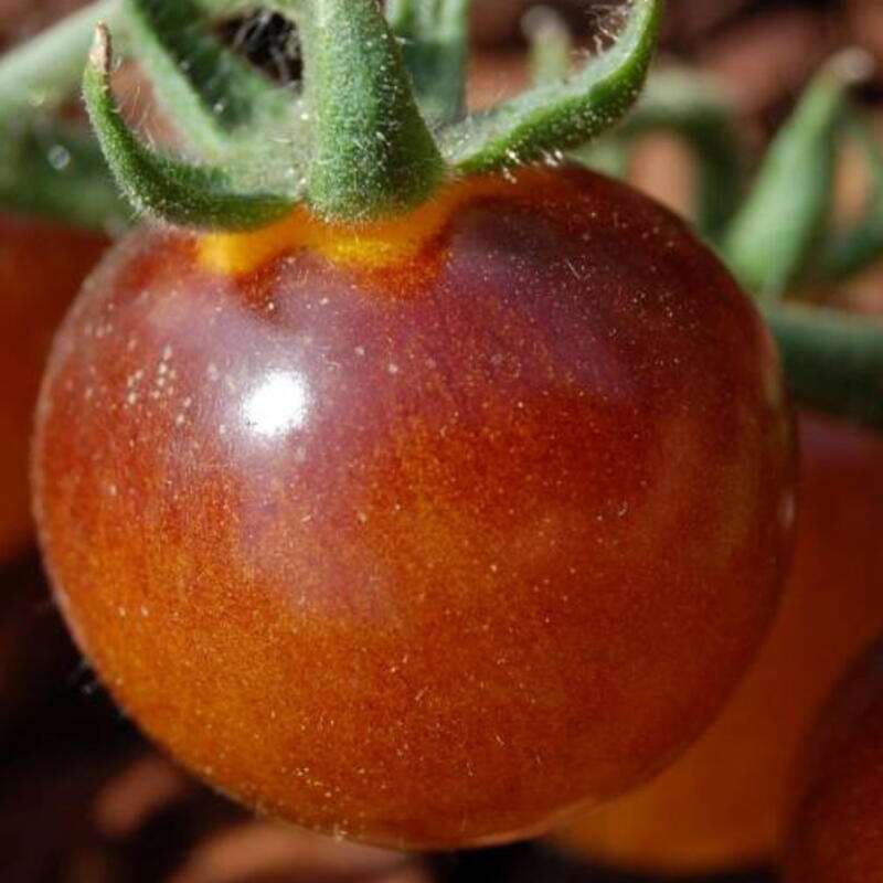 Tomate, Cherrytomate Indigo Bleu Feu - Solanum Lycopersicum - BIOSAMEN