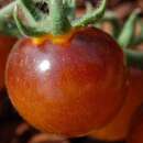 Tomate, Cherrytomate Indigo Bleu Feu - Solanum...