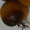 Tomate, Cherrytomate Indigo Bleu Feu - Solanum Lycopersicum - BIOSAMEN
