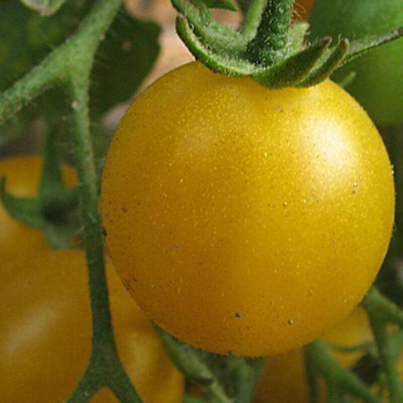 Tomate, Cherrytomate Blondköpfchen - Solanum Lycopersicum - BIOSAMEN