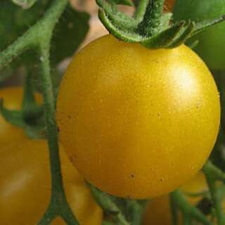 Tomate, Cherrytomate Blondköpfchen - Solanum...