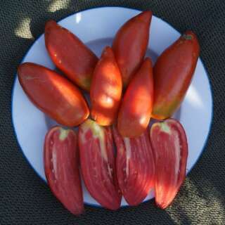 Tomate, Blue Beech - Solanum Lycopersicum - BIOSAMEN