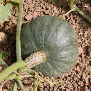 Kürbis Blue Kuri - Cucurbita maxima - BIOSAMEN