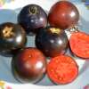 Tomate Indigo Blue Streaks - Solanum Lycopersicum - BIOSAMEN