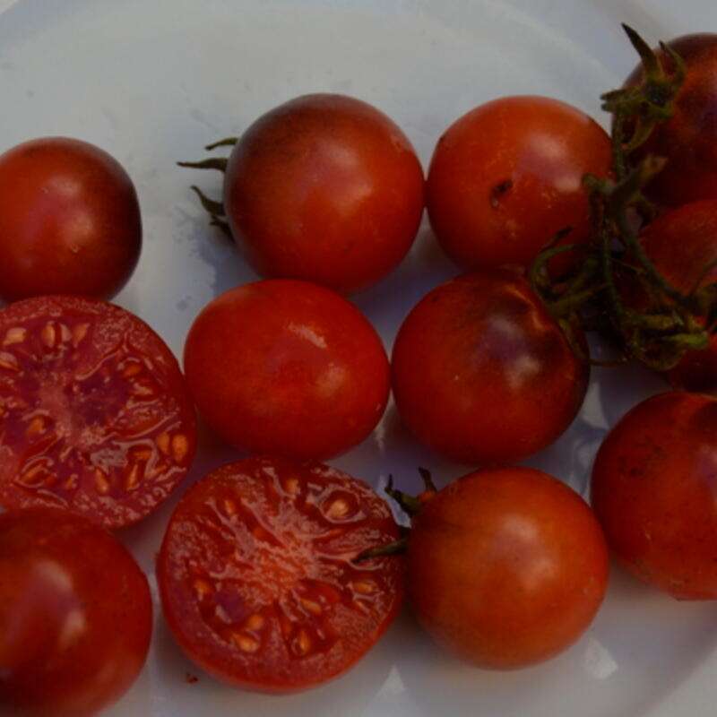 Tomate, Cherrytomate Blue Tears - Solanum Lycopersicum - BIOSAMEN