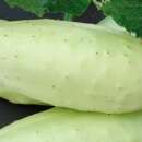 Gurke Boothby’s Blond - Cucumis sativus - BIOSAMEN