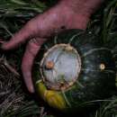 Kürbis Buttercup Burgess - Cucurbita maxima - BIOSAMEN