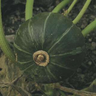 Kürbis Buttercup Bush - Cucurbita maxima - BIOSAMEN