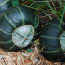 Kürbis Buttercup Bush - Cucurbita maxima - BIOSAMEN