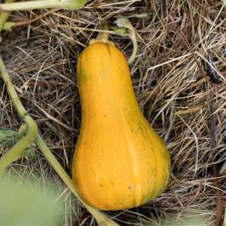 Kürbis Butternut Sonca Orange - Cucurbita moschata - BIOSAMEN