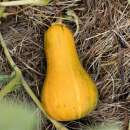 Kürbis Butternut Sonca Orange - Cucurbita moschata -...