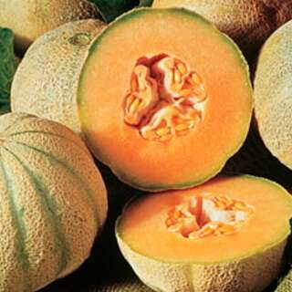Melone, Zuckermelone Cantaloup Charentais - Cucumis melo - BIOSAMEN