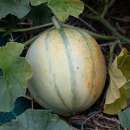 Melone, Zuckermelone Cantaloup Charentais - Cucumis melo - BIOSAMEN