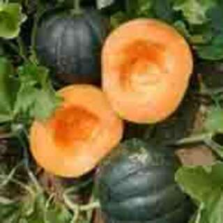 Melone, Zuckermelone Cantaloup Obus - Cucumis melo - BIOSAMEN
