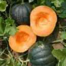 Melone, Zuckermelone Cantaloup Obus - Cucumis melo -...