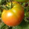Tomate Druzba - Solanum Lycopersicum - BIOSAMEN