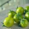 Tomate, Cherrytomate Dwarf Grinch Cherry - Solanum Lycopersicum - BIOSAMEN