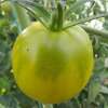 Tomate Esmeralda Golosina - Solanum Lycopersicum - BIOSAMEN