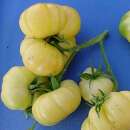 Tomate Étoile Blanche d’Anvers - Solanum Lycopersicum - BIOSAMEN