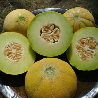 Melone, Zuckermelone Farthest North Mix - Cucumis melo -...