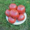 Tomate German Johnson Pink - Solanum Lycopersicum - BIOSAMEN