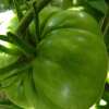 Tomate Green Velvet - Solanum Lycopersicum - BIOSAMEN