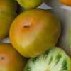 Tomate Greenwich - Solanum Lycopersicum - BIOSAMEN