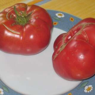 Tomate Grégori Altaï - Solanum Lycopersicum -...