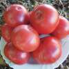 Tomate Grégori Altaï - Solanum Lycopersicum - BIOSAMEN