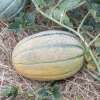 Melone, Zuckermelone Hales Best Jumbo - Cucumis melo - BIOSAMEN