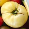 Tomate Halfmoon China - Solanum Lycopersicum - BIOSAMEN