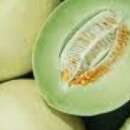 Melone, Zuckermelone Honeydew A Chair Verte - Cucumis melo - BIOSAMEN