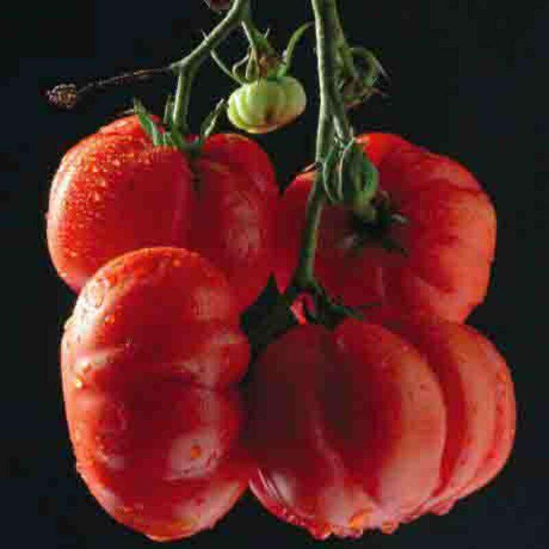 Tomate, Cherrytomate Immune - Solanum Lycopersicum - BIOSAMEN