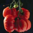 Tomate, Cherrytomate Immune - Solanum Lycopersicum -...