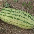 Wassermelone Jubilee - Citrullus lanatus - BIOSAMEN