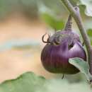 Aubergine, Eierfrucht Kamo - Solanum melongena - BIOSAMEN