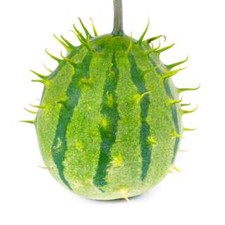 Kiwano Kiwano de Zambie - Cucumis zambianus - BIOSAMEN