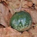 Aubergine, Eierfrucht Lao Green Stripe - Solanum...